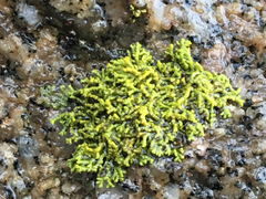 Polycauliona coralloides