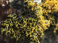 Polycauliona coralloides