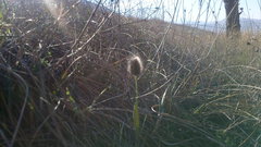 Alopecurus vaginatus