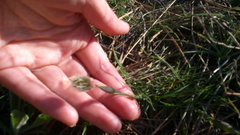 Alopecurus vaginatus