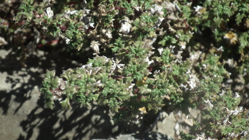 Image of Forsskaolea candida by (c) Shaun Swanepoel, some rights reserved (CC BY)
