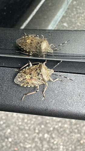 Rhaphigaster nebulosa