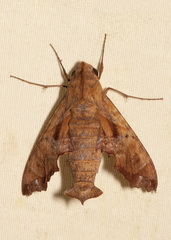 Nyceryx tacita