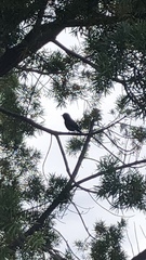 Aves