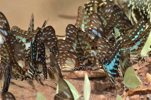 Large Striped Swordtail