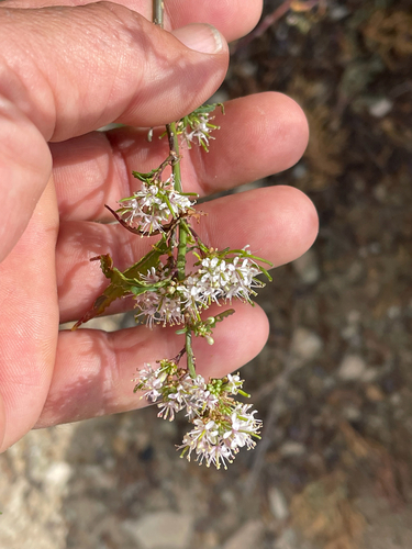Wright's Thelypody (Thelypodium wrightii)