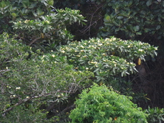 Voacanga thouarsii