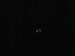 Lamprohiza splendidula