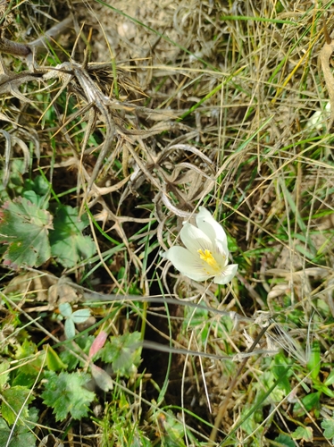 Crocus vallicola, photograph 2