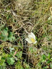 Crocus vallicola, photograph author not stated, no rights reserved