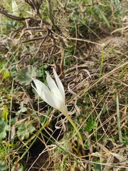 Crocus vallicola, photograph author not stated, no rights reserved