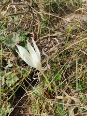 Crocus vallicola, photograph author not stated, no rights reserved