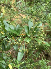 Pyracantha crenulata