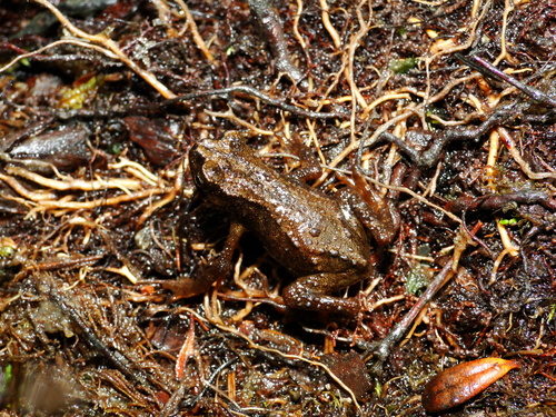 Pelophryne misera, 2011-01-10