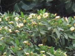 Voacanga thouarsii