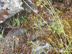 Crupina crupinastrum