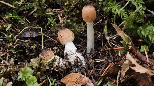 Owingsia PNW01 graham.jpg