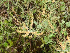Rumex induratus
