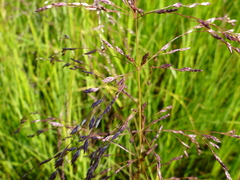 Glyceria pulchella