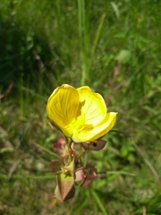 Ludwigia longifolia