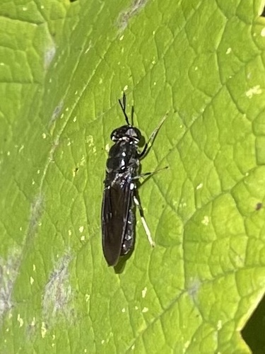 Unknown species found near Stony Brook University, Stony Brook, NY, US