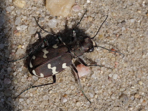 Northern Dune Tiger Beetle