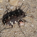 Cicindela hybrida hybrida - Photo (c) gbohne, some rights reserved (CC BY-SA)