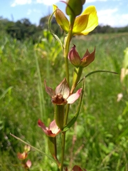 Ludwigia longifolia