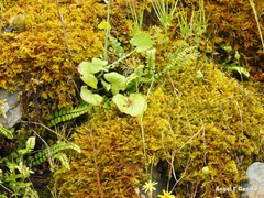 Rumex induratus