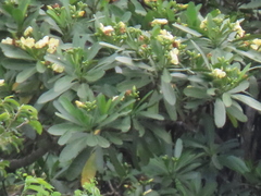 Voacanga thouarsii
