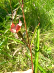 Ludwigia longifolia