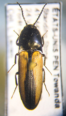 Ampedus sayi