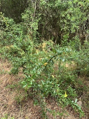 Pyracantha crenulata