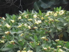 Voacanga thouarsii
