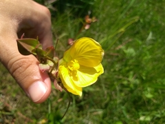 Ludwigia longifolia