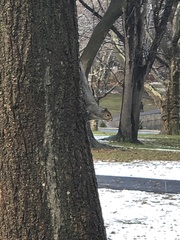 Sciurus carolinensis