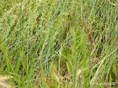 Rumex induratus