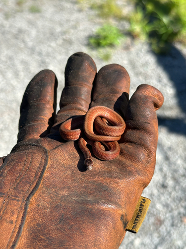 Florida Brownsnake