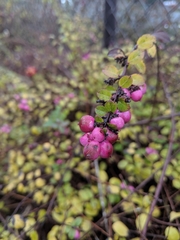 Symphoricarpos doorenbosii
