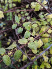 Symphoricarpos doorenbosii