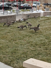 Branta canadensis