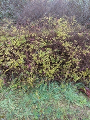 Symphoricarpos doorenbosii