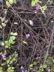 Symphoricarpos doorenbosii