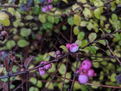 Symphoricarpos doorenbosii