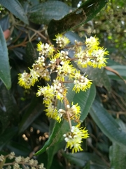 Miconia cinerascens