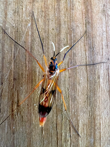 Unknown species found near Marango Dr, Rogers, AR, US
