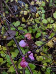 Symphoricarpos doorenbosii