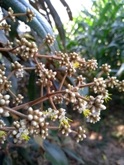 Miconia cinerascens