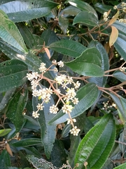 Miconia cinerascens
