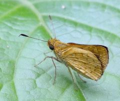 Vinius pulcherrimus